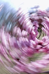 1000048251