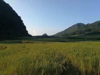 3736521