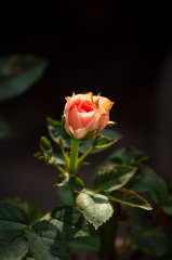 _IGP7240