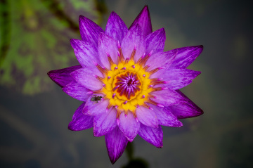 IMGP6254