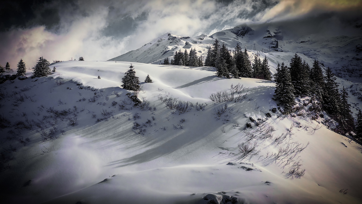 在农村种的萝卜成精了?