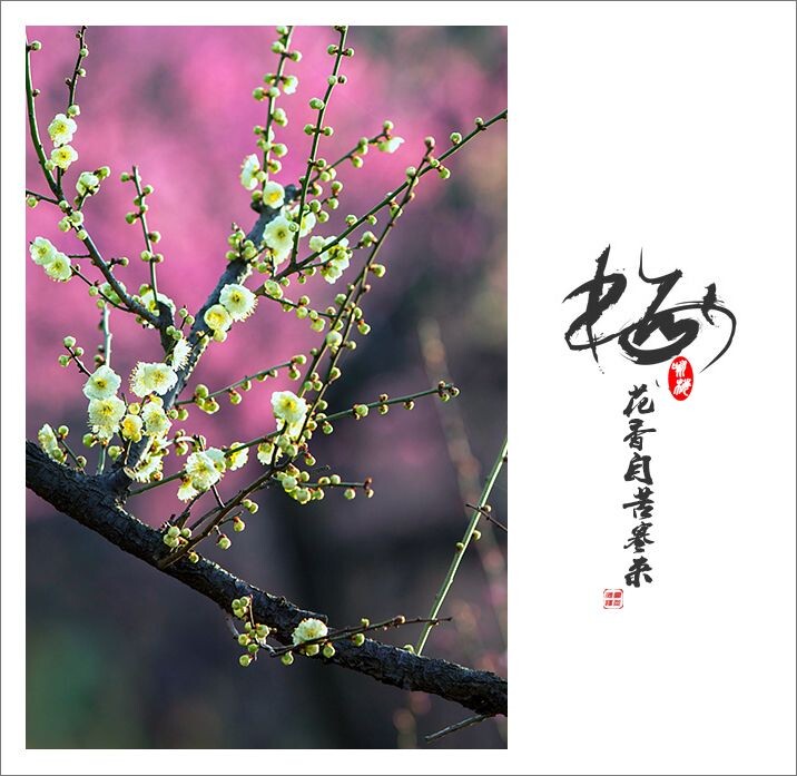 梅花<br />
