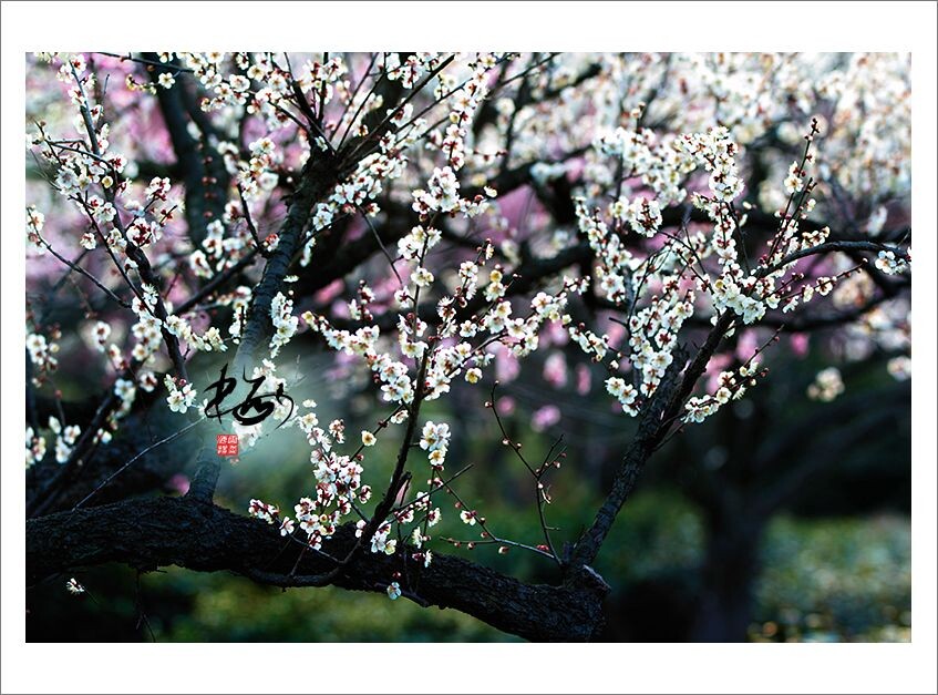 梅花<br />
