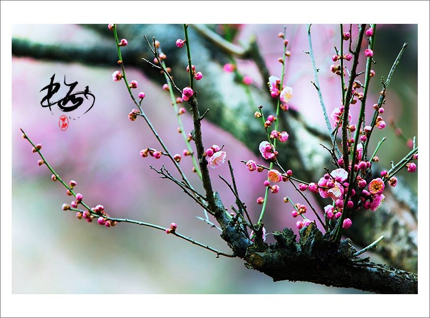 梅花<br />
