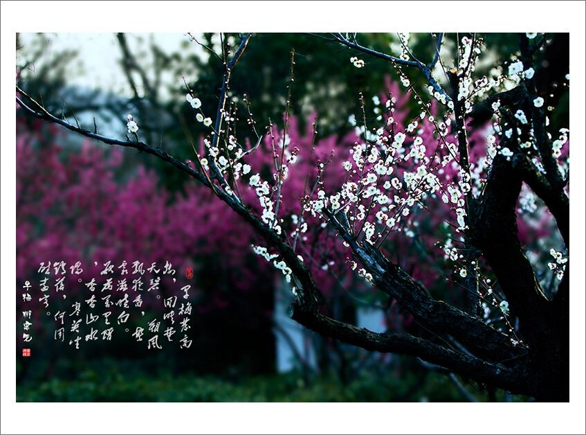 梅花<br />
