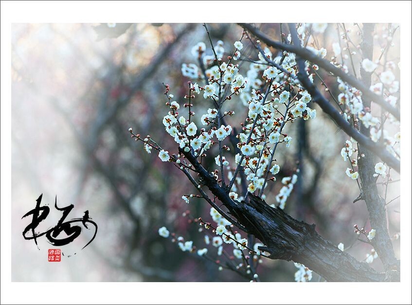 梅花<br />
