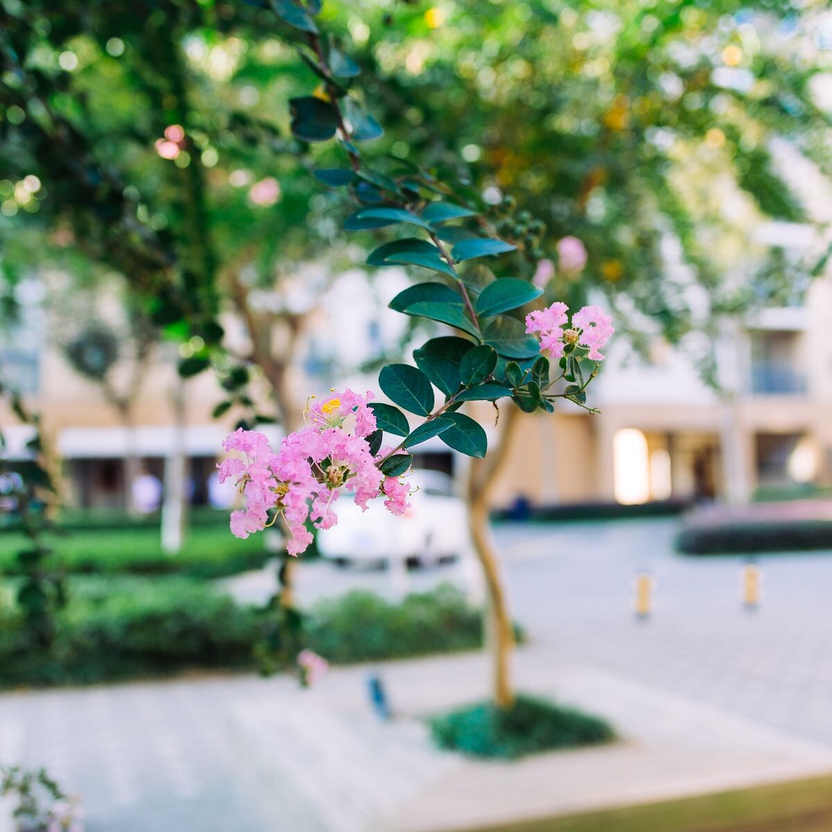 绿-粉花
