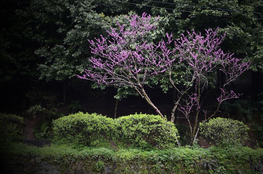 春色