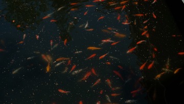 1000060049