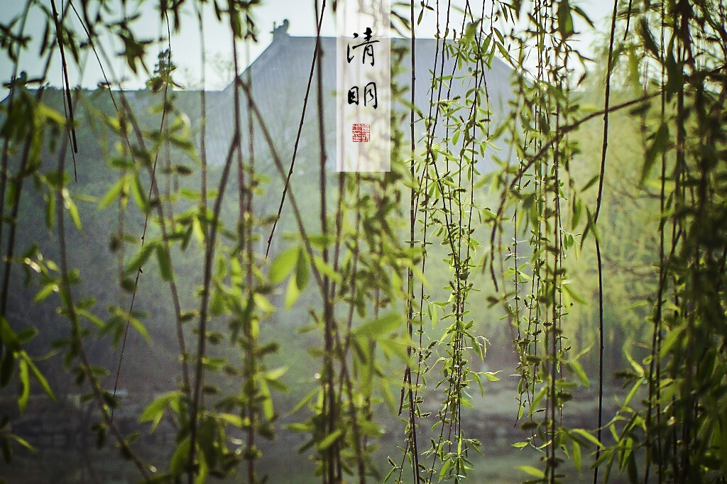 垂柳依依