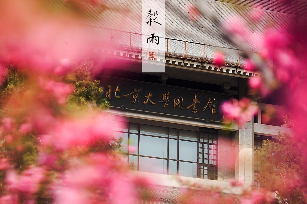 书馆梅红