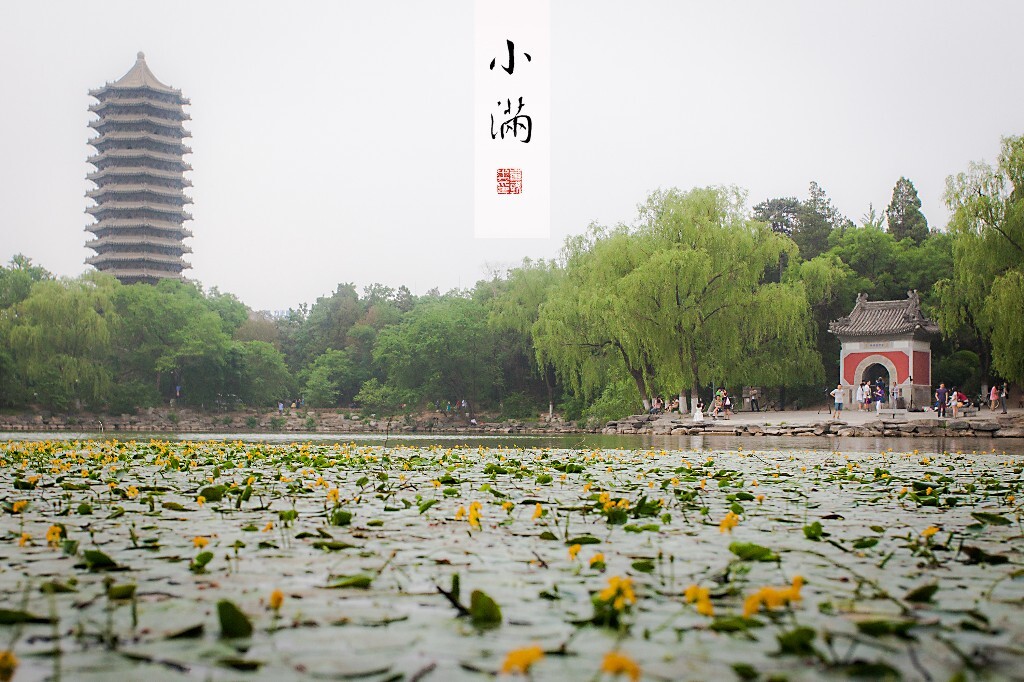 荇菜参差