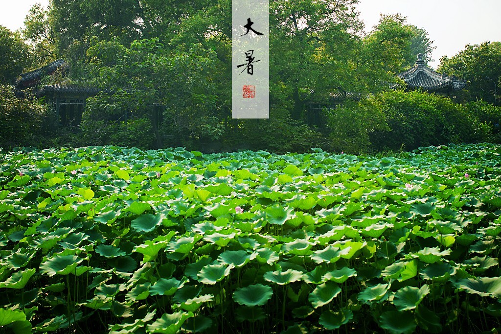 勺园碧荷