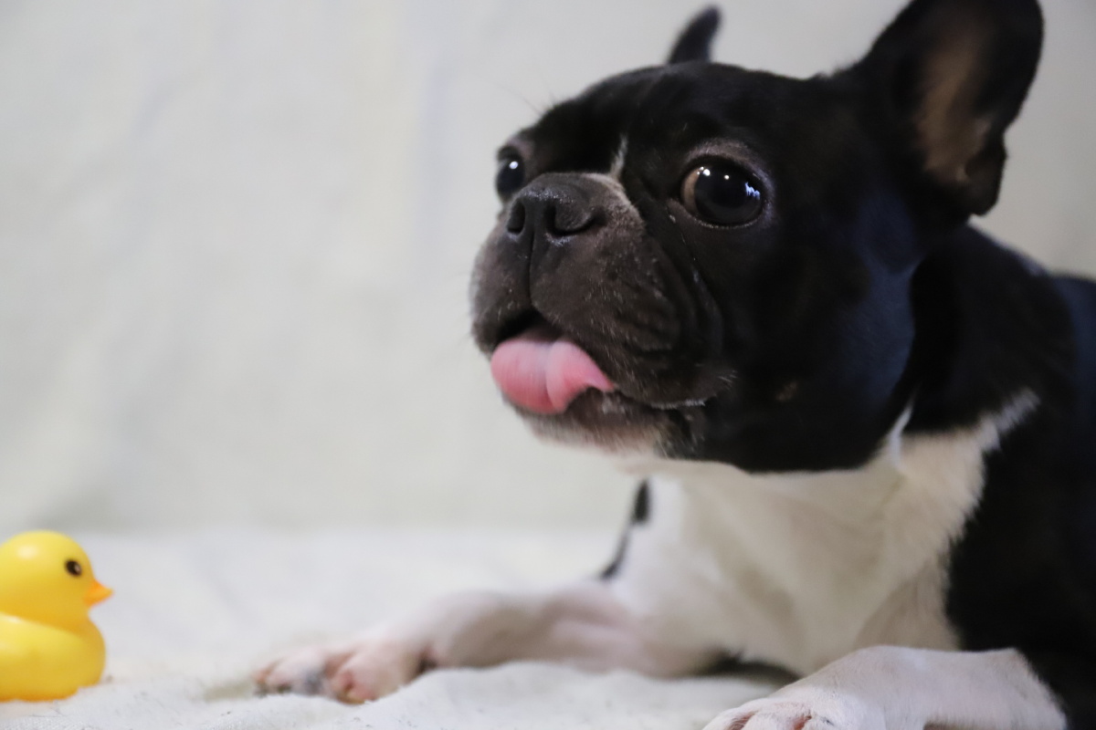 自带忧郁眼神的狗狗