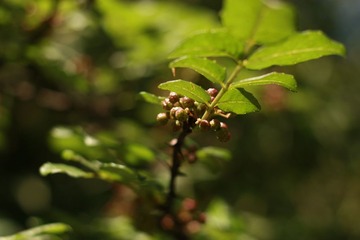 _MG_1475.JPG