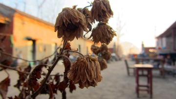 IMG_8597.jpg