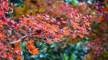 DSC_3942-3