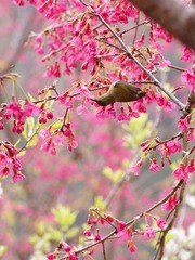 2015-叉尾太阳鸟-0105