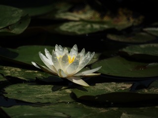 2015-荷花-0105