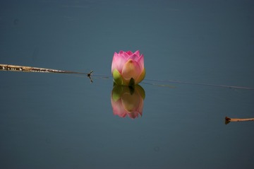 2015-荷花-0106