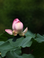 2015-荷花-0206