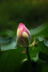 2015-荷花-0215