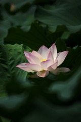 2015-荷花-0216