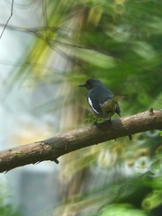 2016-bird-0501