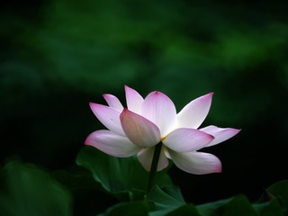 2016-荷花-0101