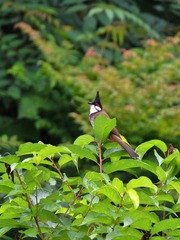 2016-红耳鹎-0102