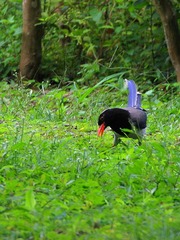 2016-红嘴蓝雀-0101