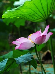 2016-荷花-0201