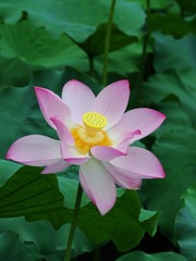 2016-荷花-0202