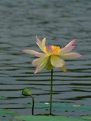 2016-荷花-0223