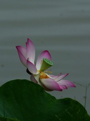 2016-荷花-0224