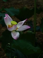 2016-荷花-0225