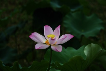2016-荷花-0226