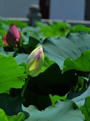 2016-荷花-0303