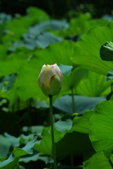 2016-荷花-0305