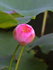 2016-荷花-0307