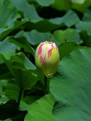 2016-荷花-0308