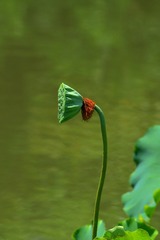 2016-荷花-0311
