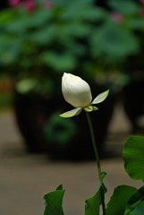 2016-荷花-0312