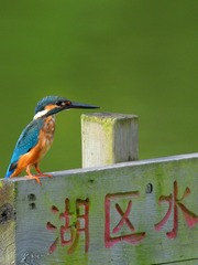 2016-翠鸟-0101 - 