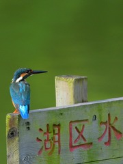 2016-翠鸟-0102 - 