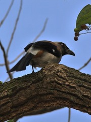 2016-bird-0701