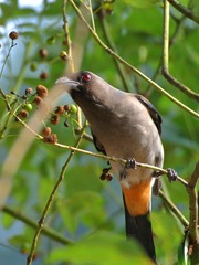2016-bird-0703