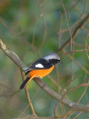2016-bird-0901