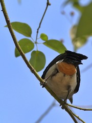 2016-bird-0704
