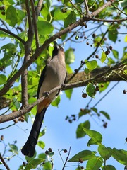 2016-bird-0709